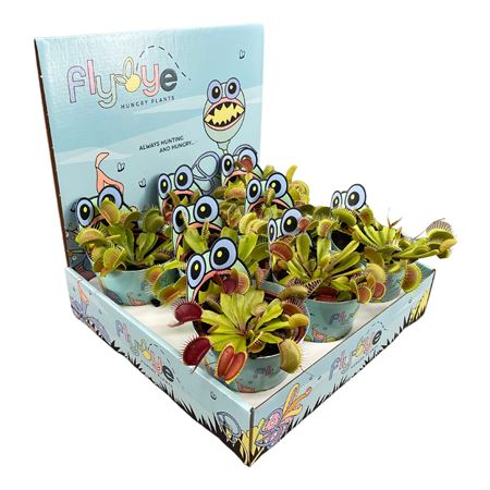 Dionaea Muscipula 8,5 Cm In Flybye Display
