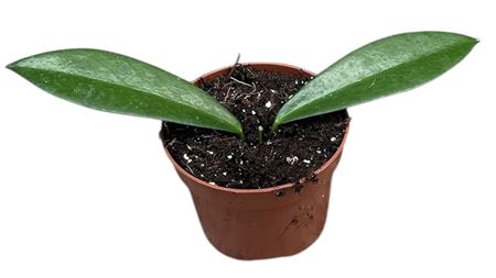 Hoya Black Dragon