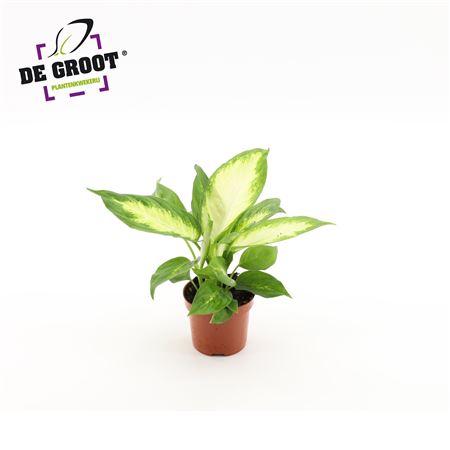 Dieffenbachia Camilla