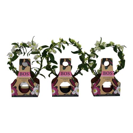Dendr Nob Bow Horizon Gift Cover