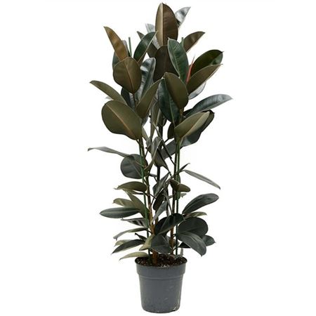 Ficus El Abidjan 3pp