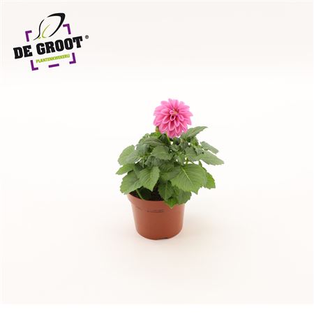 Dahlia Pink
