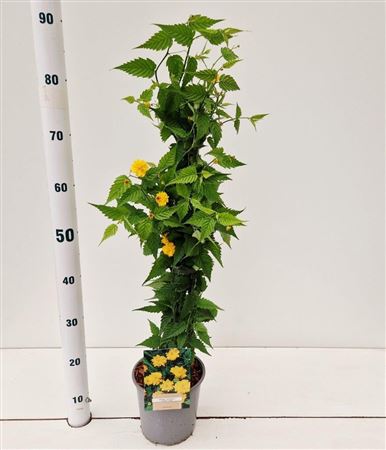 Kerria Jap Pleniflora On Stick