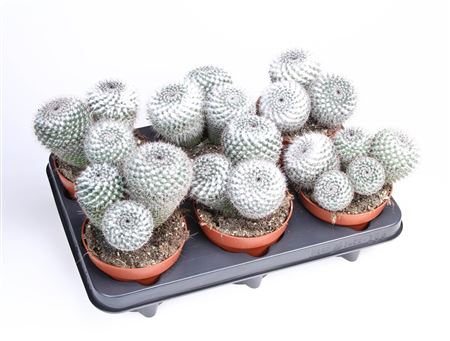 Mammillaria Klissingiana