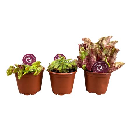 Carnivorous Plant Mix