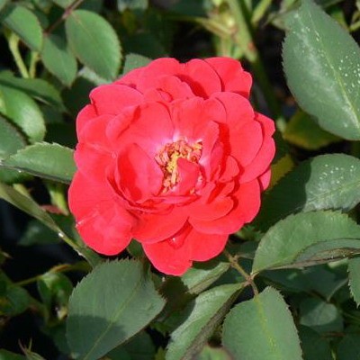 Роза парковая Николас