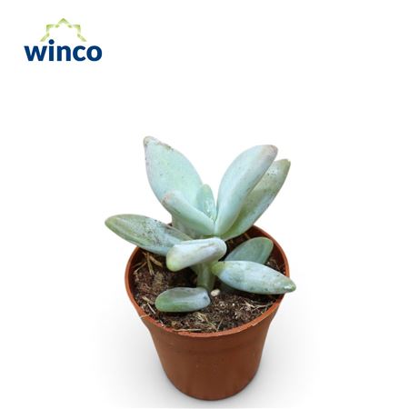 Pachyphytum Moonstones
