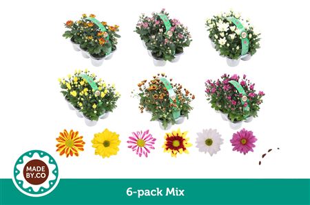 Chrysant 9cm In 6pack - Kleur Per Tray