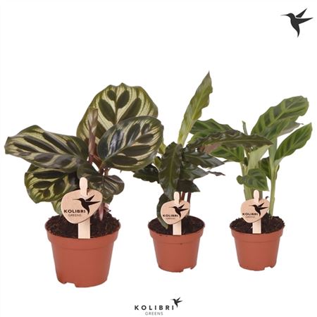 Calathea Mix
