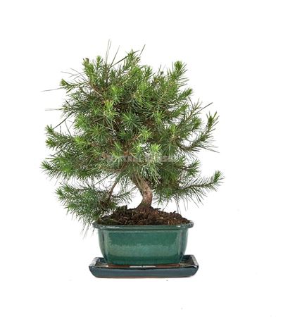 Bonsai Pinus Halepensis Ball In S With Drip