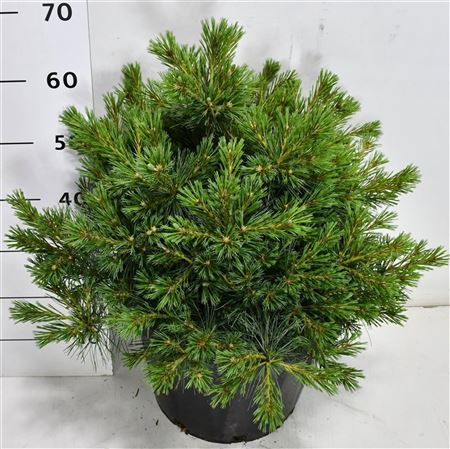 Pinus Strobus Bergman Mini