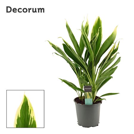 Cordyline New Conga 3pp (decorum)