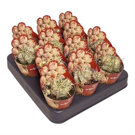 Euphorbia Meloformis Var. Potcover
