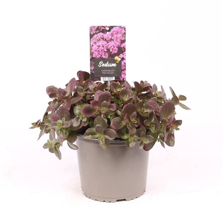 Sedum Suns Firecracker