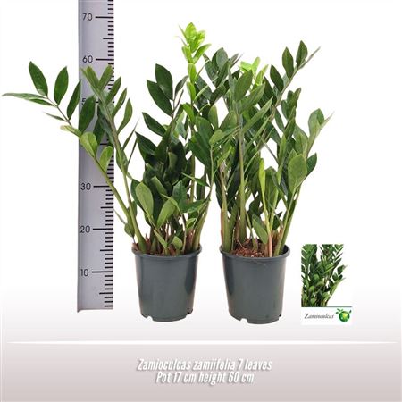 Zamioculcas Zamiifolia 4+