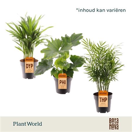 Plantmix Cuba (diverse Soorten)