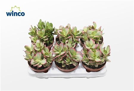 Crassula Platyphylla Variagata
