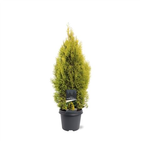 Thuja Occ Golden Smaragd