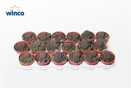 Sulcorebutia Rauschii (red)