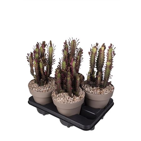 Euphorbia Trigona Rubra.