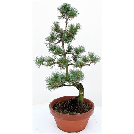 Bonsai Pinus Pentaphylla Parviflora