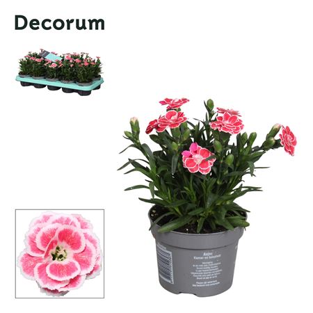 Dianthus Oscar White And Red