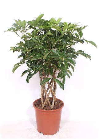 Schefflera Compacta Tube
