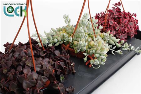 Crassula Marginalis Mix