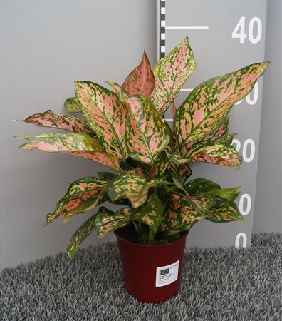 Aglaonema Spotted