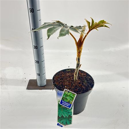 Tetrapanax Papyrifer Rex