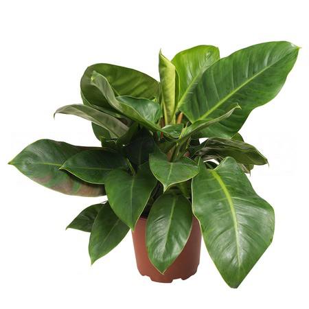 Филодендрон Империал Грин