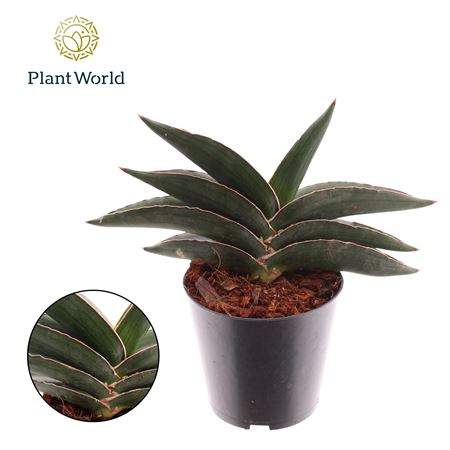 Sansevieria Samurai Compacta