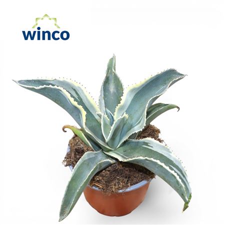 Agave Gypsophila 'ivory Coast'