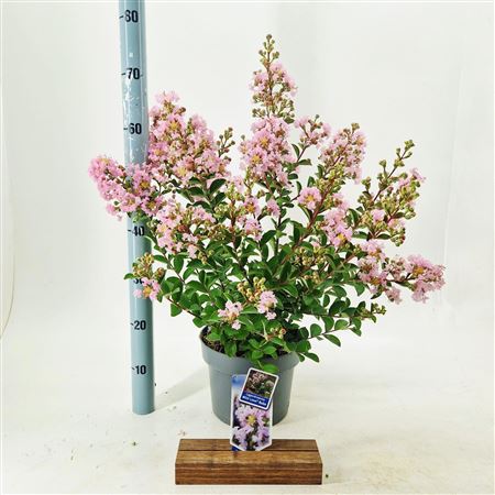 Lagerstroemia Indica With Love Babe