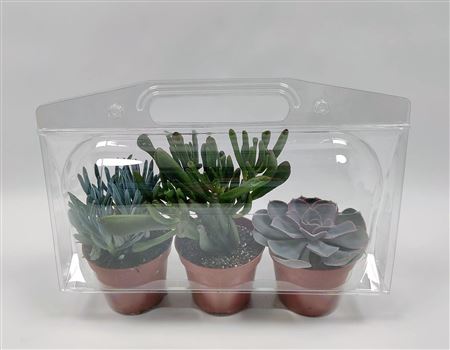 Succulent Mix In Blister