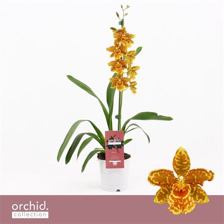 Cambria 1st Golden Tiger Orchid Collection