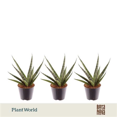 Sansevieria Sem