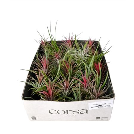 Tillandsia Cs Mix X35