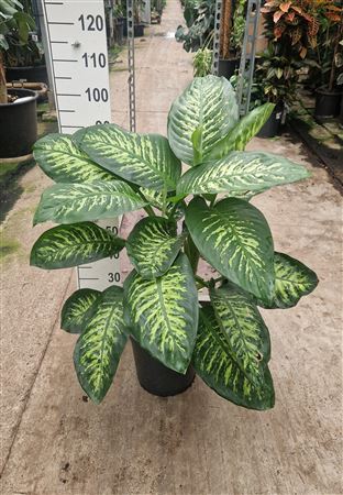 Dieffenbachia Maroba 100