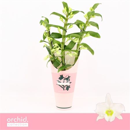 Dendr Nob 3st Apollon Orchid