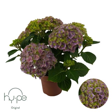 Hydrangea Ma Purple 5+ (hy-pe)