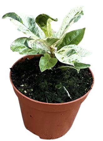 Ficus Shivereana Moonshine