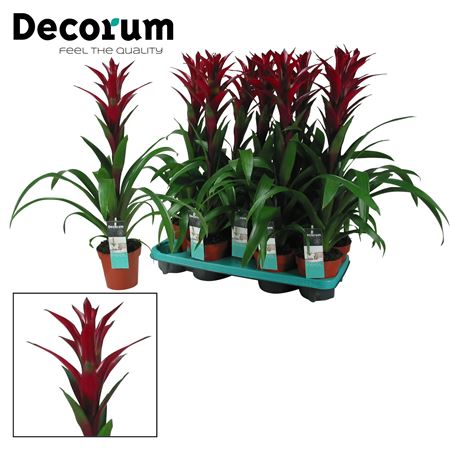 Guzmania Switch (decorum)