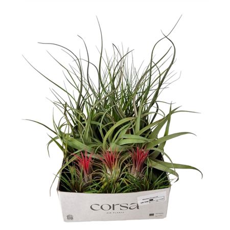 Tillandsia Cs Mix X15