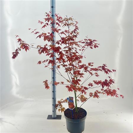 Acer Palm Brown Sugar