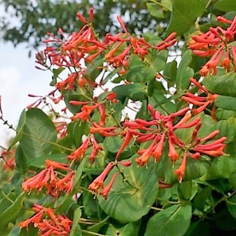 Жимолость брауна Дропмор Скарлет в тубе