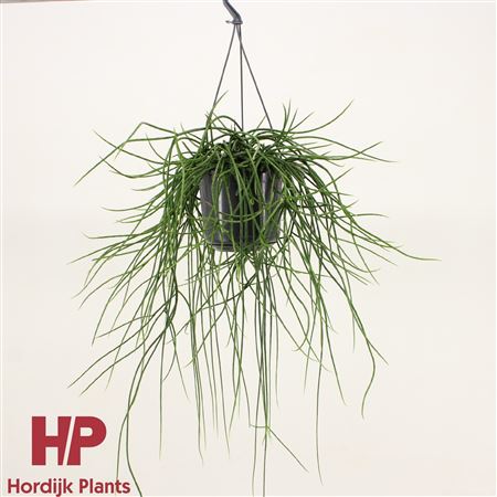 Rhipsalis Floccosa Hanging Pot