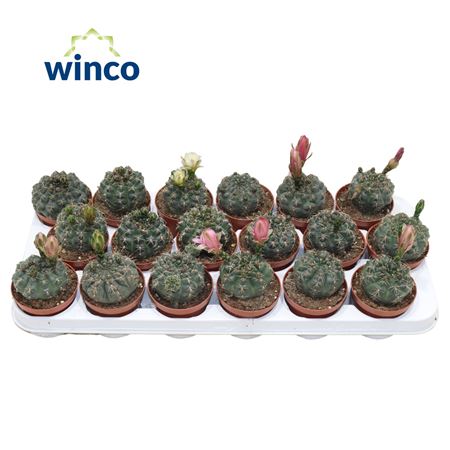 Gymnocalycium Baldianum (flowering)