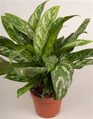Aglaonema Green Lady