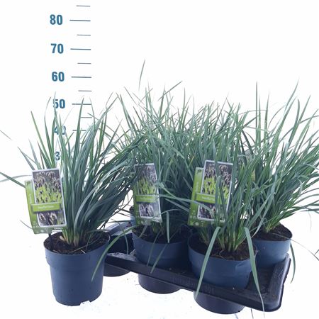 Sesleria Heufleriana